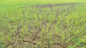 declining-interest-on-crop-insurance-on-tamil-nadu-due-to-low-level-of-compensation