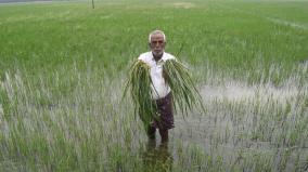 heavy-rains-on-bahour-area-paddy-crops-submerged