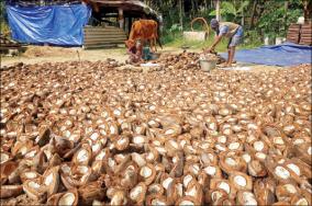 coconut-farmers-interested-in-kopparai-production