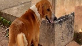 dog-waiting-for-4-months-in-kerala-mortuary-without-knowing-owner-has-died