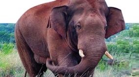 vinayagan-the-elephant-died-on-karnataka-after-being-relocated-from-coimbatore