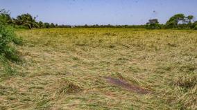 rains-for-3rd-day-damage-to-paddy-crops-on-erode