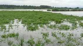 river-water-entering-the-fields-as-the-vaigai-dam-nears-full-crop-damage