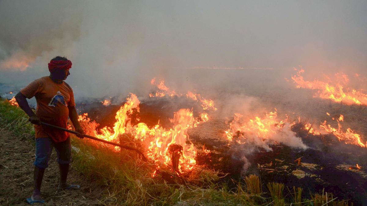 டெல்லியின் அண்டை மாநிலங்களில் பயிர்க் கழிவுகள் எரிப்பதை நிறுத்த வேண்டும்: உச்ச நீதிமன்றம் | Crop residue burning in States adjacent to Delhi has to be stopped, says SC