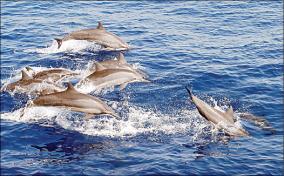 rs-8-crore-project-to-protect-dolphins-in-gulf-of-mannar-palk-strait