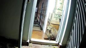coonor-leopard-enters-house-in-search-of-dog