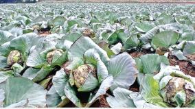 disease-impact-on-cabbage-cauliflower-due-to-climate-change