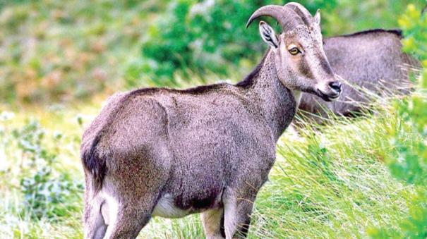 nilgiri tahr protected issue