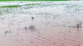 damage-to-paddy-crop-due-to-drowning-on-rain-water-near-mudukulathur