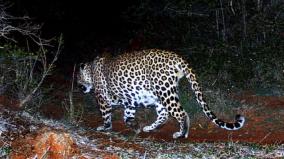 movement-of-leopard-on-kuthiraiyar-dam-area-forest-department-warning-to-public