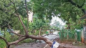 normal-life-affected-by-heavy-rains-on-delta-districts-people-suffer-as-trees-and-power-poles-fall-on-roads