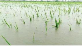 farmers-happy-with-continuous-rains-in-delta