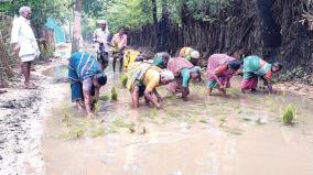 plant-seedling-in-stagnant-rainwater