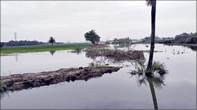 rains-submerged-5000-acres-of-paddy-fields-near-chetiathoppu