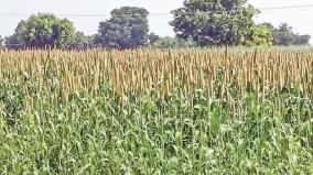 kamudi-farmers-grow-small-grains-at-low-cost