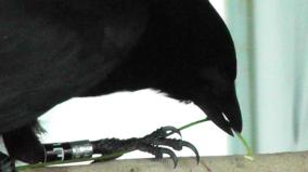 surprising-intelligence-of-crows