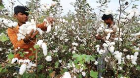 cotton-production