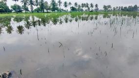 450-acres-of-samba-crops-submerged-due-to-continuous-rains-on-nannilam-area