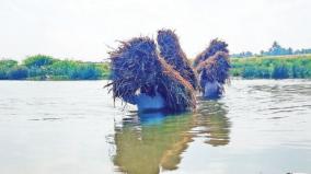 workers-crossing-kummanur-tenpenna-river-carrying-paddy-will-the-bridge-be-built