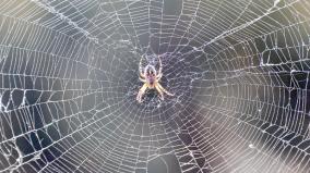 web-of-nature