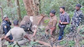 magna-elephant-caught-on-coimbatore-and-released-on-valparai-found-dead