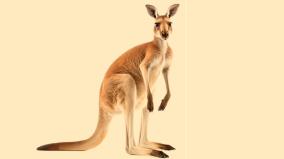 story-of-the-kangaroos