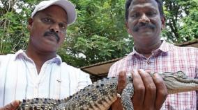 baby-crocodile-trapped-on-puducherry-uppanar-drain-another-crocodile-as-investigation