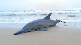 dead-dolphin-washed-ashore-near-cuddalore