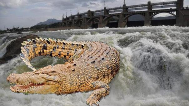 There may be a crocodile in Kaveri River