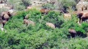 elephants-encampment-on-sanamavu-noganoor-forest-alert-for-20-villages