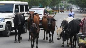 cows-wandering-on-the-road