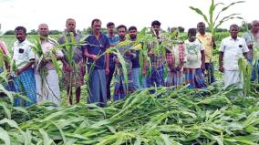 crops-damaged-due-to-rain