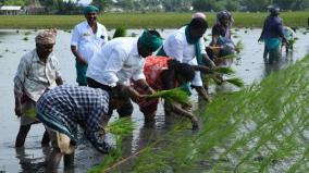 paddy-procurement-reduced-by-3-lakh-tons-due-to-lack-of-cauvery-water-annamalai