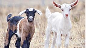 is-it-a-sin-to-slaughter-a-goat