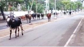 cows-going-walking-in-villupuram