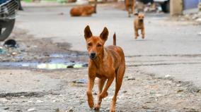 dog-went-to-the-house-of-the-youth-who-died-in-the-accident
