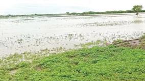 chilli-coriander-crops-inundated-by-rain-1000-acres-destroyed-near-sayalgudi