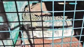 forest-department-caught-the-crocodile-on-agricultural-well-on-cage-odanthurai