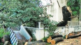 trees-are-being-cut-without-permission-on-tirupathur-govt-offices