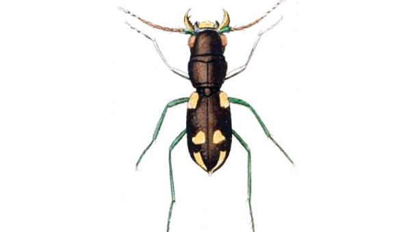 enigmatic tiger beetle