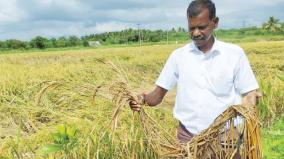 paddy-crops-inundated-by-incessant-rains-in-vellore