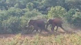elephants-that-entered-the-village-relocated-to-the-forest-by-forest-department