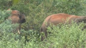 people-fear-elephants-entering-village-near-mettur