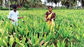 krishnagiri-farmers-request-to-provide-turmeric-bunch-on-pongal-gift-package