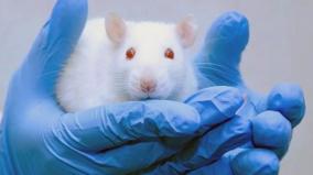 freedom-for-animals-in-medical-research