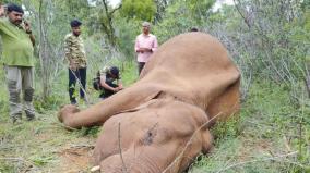 wild-elephant-dead-after-biting-country-bomb-another-elephant-dead-of-anemia-coimbatore