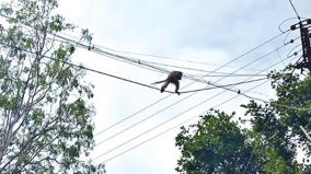 monkeys-disturb-the-public-in-denkanikottai