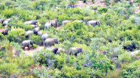 farmers-fear-elephant-invasion-of-sanamavu-forest