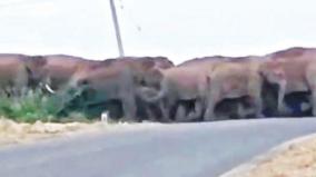 elephants-showing-direction-to-the-forest-department-on-hosur