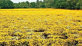 sending-flowers-from-hosur-to-chennai-is-affected